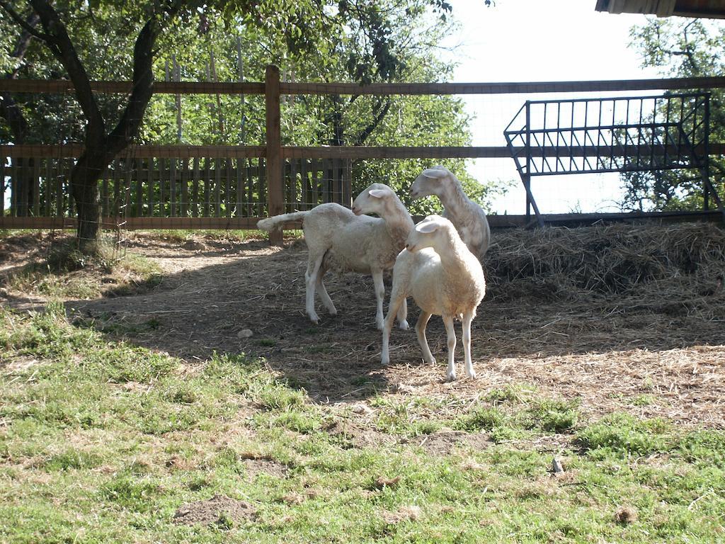 Pri Lazarju Farm Stay Podgrad  Exteriör bild