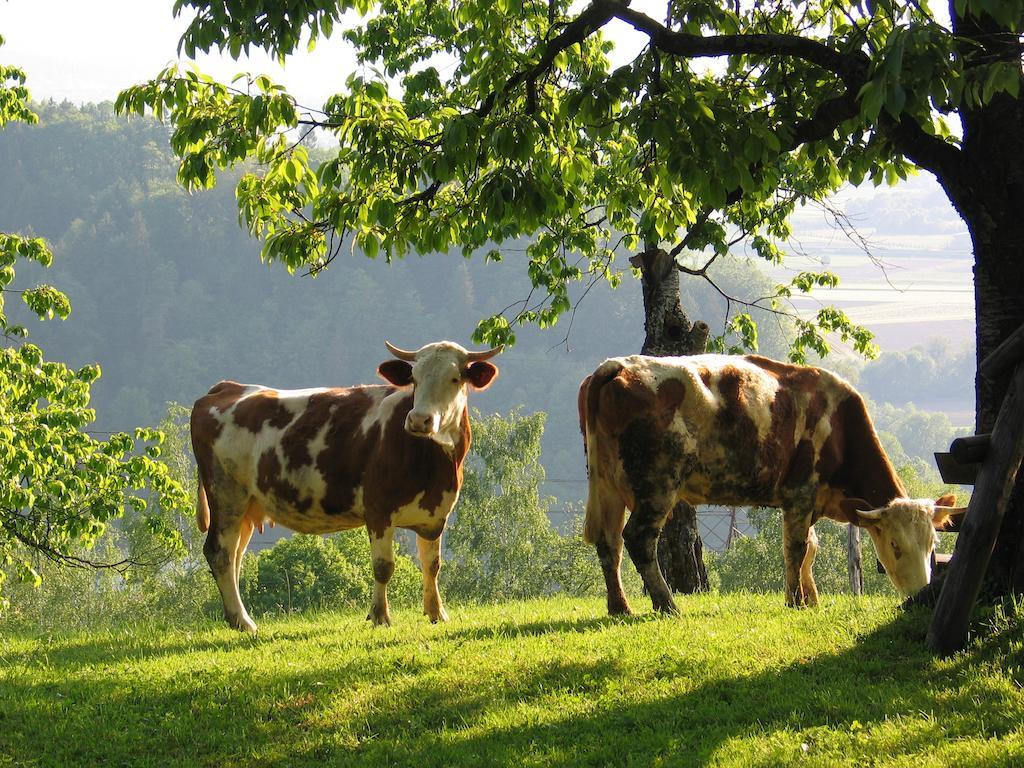 Pri Lazarju Farm Stay Podgrad  Exteriör bild
